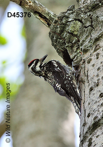 Yellow-bellied Sapsucker (Sphyrapicus varius)